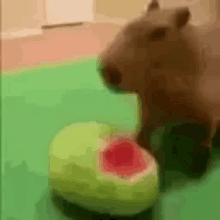 a capybara is eating a piece of watermelon on a green surface .