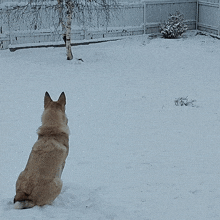 a dog sitting in the snow looking at a fence