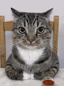 a cat is sitting on a chair next to a cup of tomato sauce