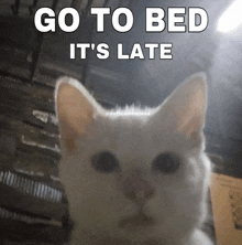 a white cat with the words go to bed it 's late