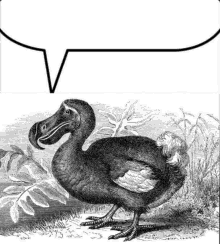 a black and white drawing of a dodo bird standing in the grass with a speech bubble .