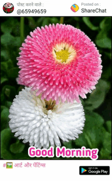 a pink and white flower with the words " good morning " on the bottom