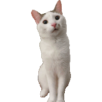 a white cat with a pink nose is looking up