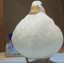 a large white duck is standing next to a bag of 1800 grams