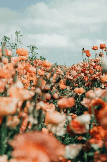 a field of orange flowers against a blue sky