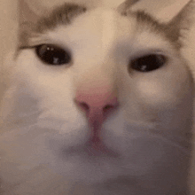 a close up of a cat 's face with its eyes closed .