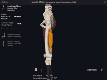 a computer screen shows a skeleton and a muscle with the motion mode displayed