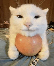 a white cat is sitting on a bed holding an apple in its paws .