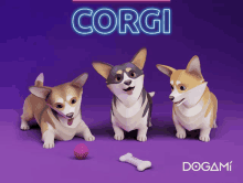 three corgi dogs are standing next to each other with a bone and a ball