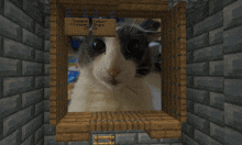 a picture of a cat in a wooden frame with a sign that says ' calibur ' on it