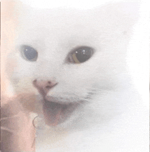 a person is holding a white cat with its mouth open behind a glass .