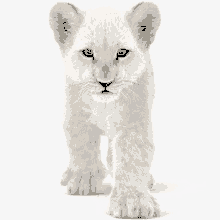 a white lion cub with blue eyes is looking at the camera