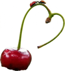 a ladybug is sitting on top of a cherry that has a heart shaped stem