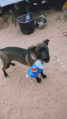 a dog holds a pepsi bottle in its mouth