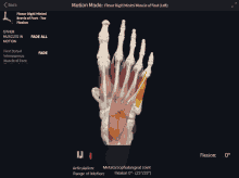 a screen shows the muscles of the foot and says motion mode at the top