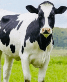 a black and white cow standing in a grassy field looking at the camera