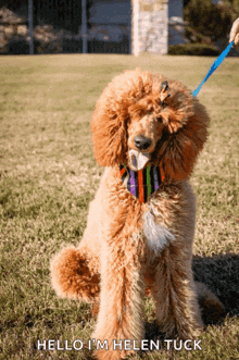 a brown poodle wearing a striped tie is sitting in the grass with the words hello i 'm helen tuck below it