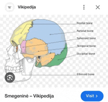 a diagram of a human skull on wikipedia with a visit button