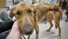 a person is holding a very skinny brown dog in their hand .