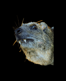 a close up of a rat 's head with a black background