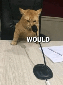 a cat is sitting at a table with a microphone in its mouth and the word would above it .