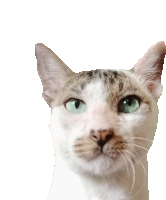 a cat with green eyes looks at the camera with a white background