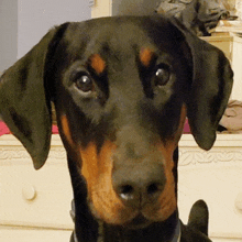 a black and brown dog is looking at the camera