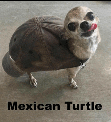 a dog wearing a hat that looks like a mexican turtle with its tongue sticking out