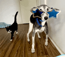 a dog wearing a pair of blue star shaped sunglasses stands next to a cat