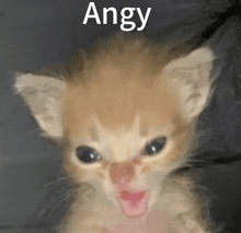 a close up of a kitten with the word angy written on it