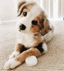 a brown and white puppy is laying on a carpet