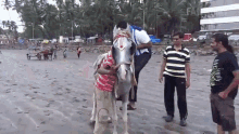 a group of people are standing around a horse on the beach and one of them is wearing a shirt that says fail