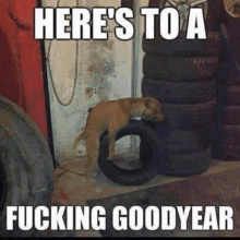 a dog is laying on top of a pile of tires with a caption that says here 's to a fucking goodyear