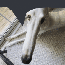 a white dog with a very long nose is laying on a carpet