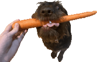 a dog is eating a carrot that is being held by a person