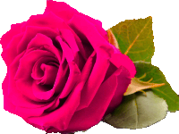 a bright pink rose with a green leaf on a white background