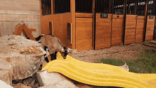 a goat is standing on a yellow slide in front of a stable with a sign that says ' ick '