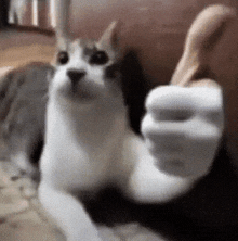 a cat is giving a thumbs up sign while laying down