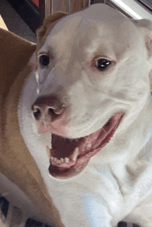 a close up of a white dog 's face with its mouth open