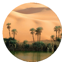 a picture of palm trees in the desert with a lake in the foreground