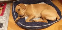 a brown dog laying in a blue dog bed with the letter t on a rug