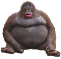 a monkey with a big belly is sitting on the ground