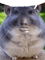 a chinchilla with a speech bubble on its head