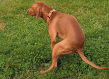 a brown dog wearing an orange collar is standing on its hind legs in the grass