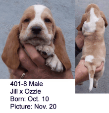 a picture of a brown and white puppy with the numbers 401-8