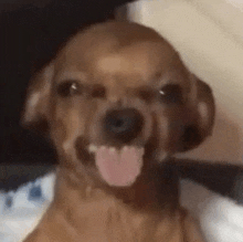 a small brown dog is sticking its tongue out and smiling .