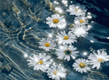 a bunch of daisies floating in the water