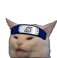 a cat wearing a headband with the letter g on it .