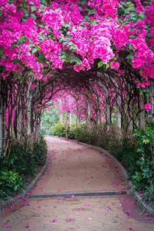 a walkway with pink flowers on the side of it