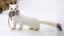 a white weasel is holding a mouse in its mouth in the snow .